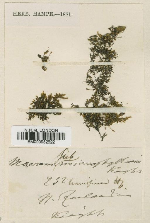 Macromitrium microphyllum (Hook. & Grev.) Hook.f. & Wilson - BM000982622