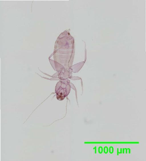 Liposcelis decolor Pearman, 1925 - 010150784__2016_03_16-21_s5