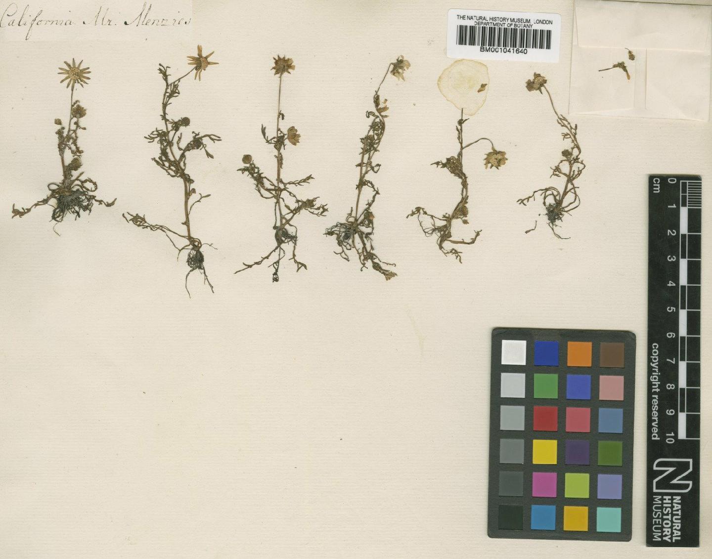 To NHMUK collection (Blennosperma nanum S.F.Blake; Type; NHMUK:ecatalogue:1186385)