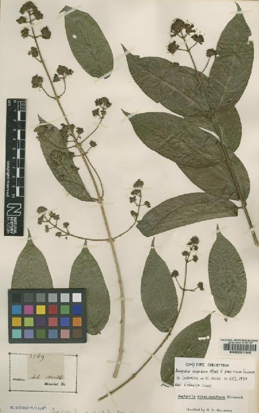 Aegiphila vitelliniflora Klotzsch ex Walp. - BM000611540