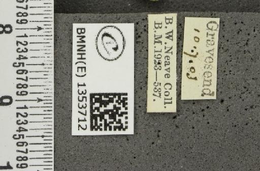 Thymelicus lineola (Ochsenheimer, 1808) - BMNHE_1353712_label_159012