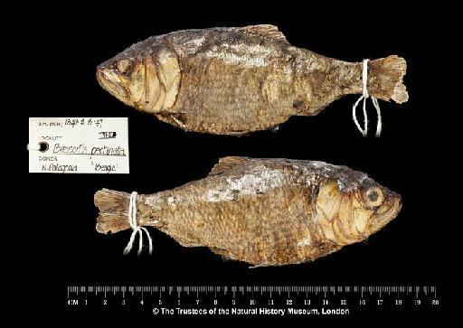 Alosa pectinata Jenyns, 1842 - BMNH 1843.2.8.47, SYNTYPE, Alosa pectinata