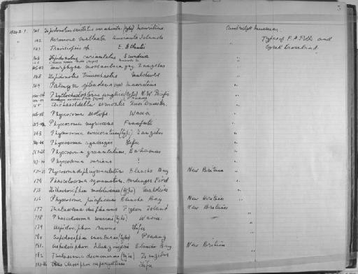 Physcosoma evisceratum Lanchester, 1905 - Zoology Accessions Register: Annelida & Echinoderms: 1924 - 1936: page 5