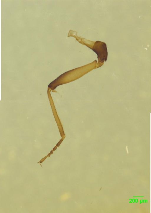 Stenus bimaculatus Gyllenhal, 1810 - 010189445___8