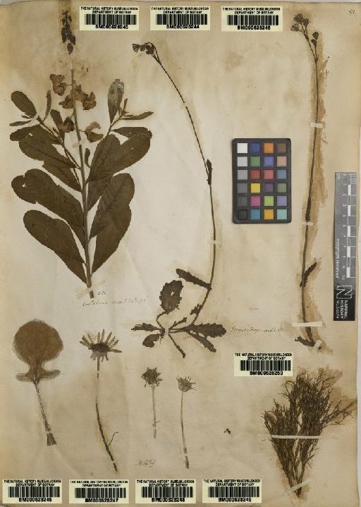 Plantae Haeckel - BM000628250