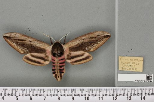 Sphinx ligustri Linnaeus, 1758 - NHMUK_010476244_533950