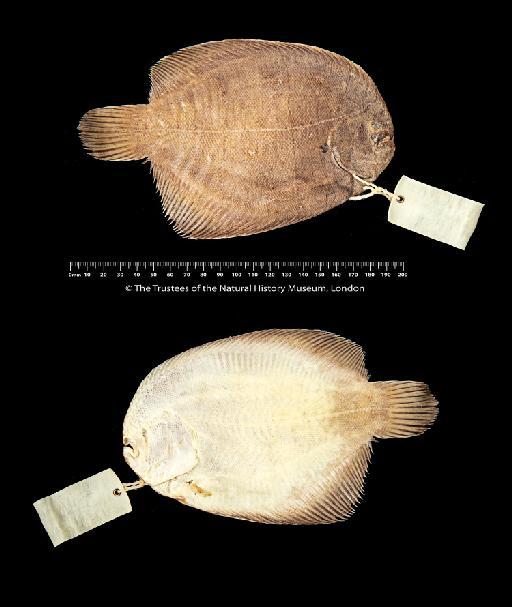 Achirus declivis Chabanaud, 1940 - BMNH 1931.12.5.175, HOLOTYPE Achirus declivis