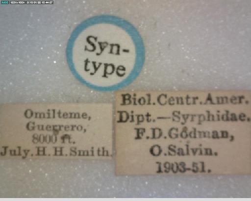 Nuntianus punctifrons (Williston, 1891) - Ocyptamus punctifrons ST labels 2