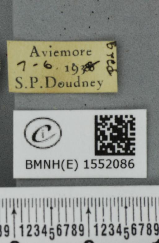Ochropacha duplaris (Linnaeus, 1761) - BMNHE_1552086_label_237246