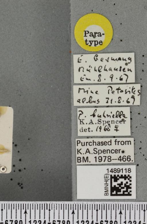 Phytomyza buhriella Spencer, 1969 - BMNHE_1489118_label_53479