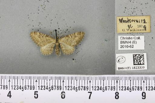 Eupithecia vulgata (Haworth, 1809) - BMNHE_1823330_404058