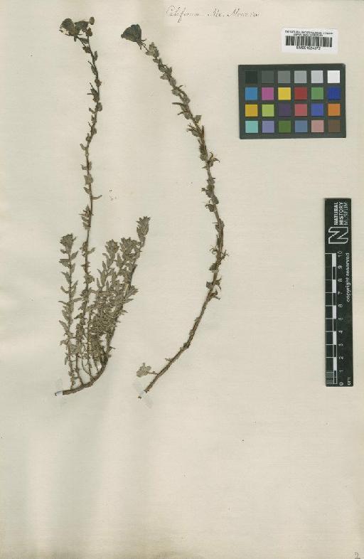 Camissonia cheiranthifolia subsp. cheiranthifolia (Hornem. ex Spreng.) Raim. - BM001024372