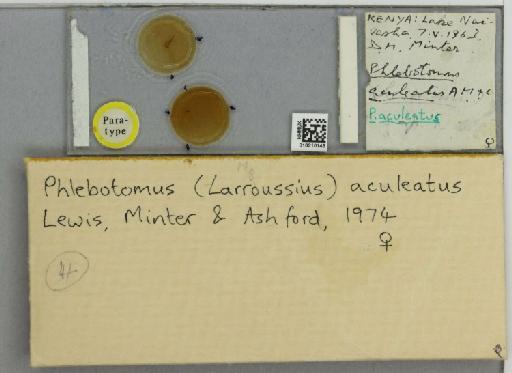 Phlebotomus (Larroussius) aculeatus Lewis et al. - 010210148_811456_1329584_157798_Type
