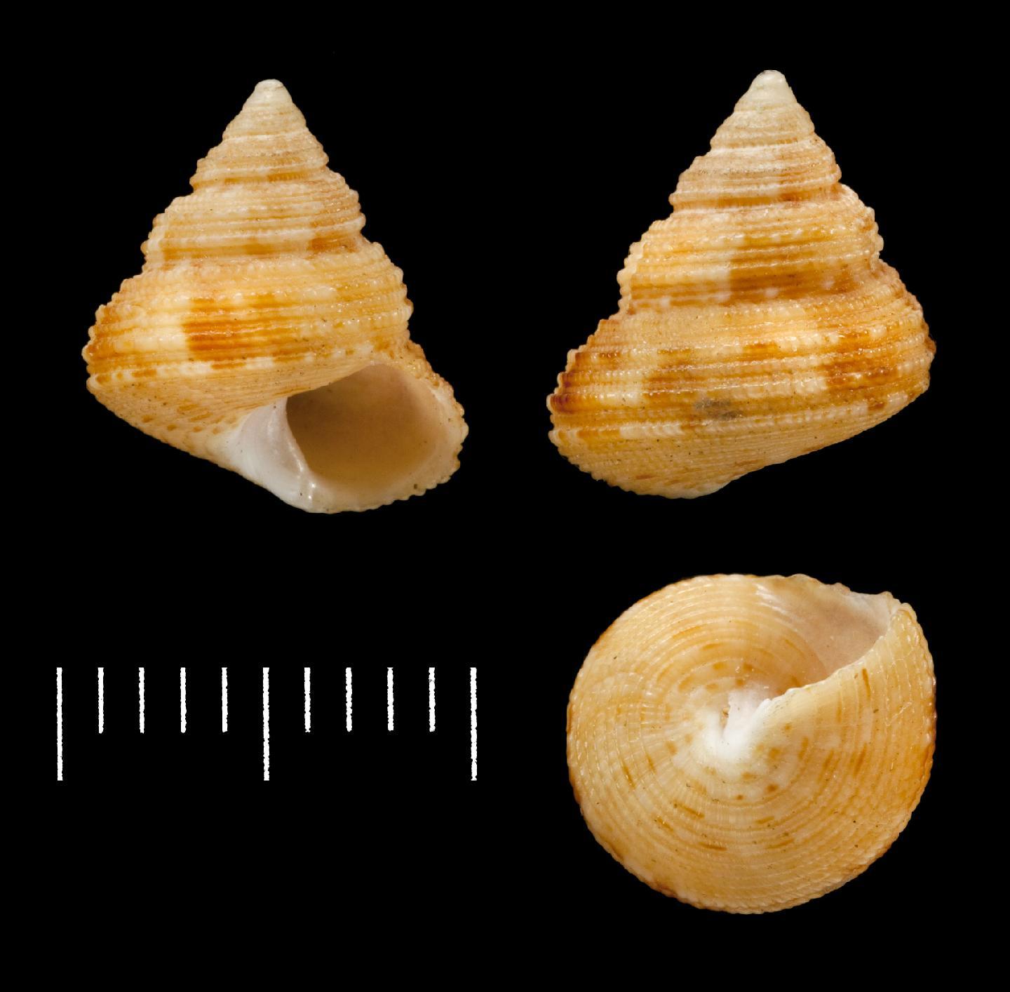 To NHMUK collection (Calliostoma crossleyae Smith, 1910; PARALECTOTYPE; NHMUK:ecatalogue:2262682)