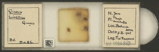 Cinara (Cupressobium) tujafilinus Del Guercio, 1909 - 010129858_112974_1093875