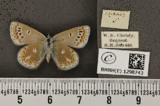 Polyommatus icarus ab. postico-obsoleta Tutt, 1910 - BMNHE_1298743_148951