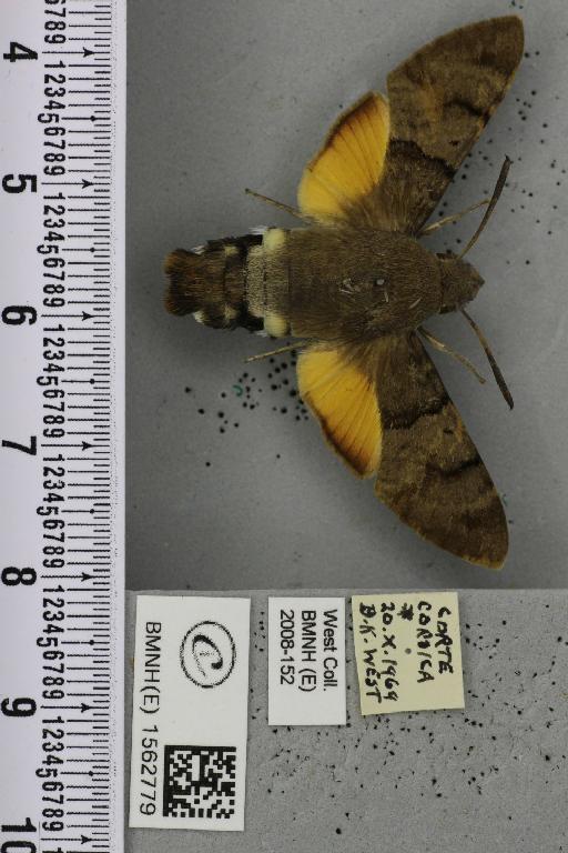 Macroglossum stellatarum (Linnaeus, 1758) - BMNHE_1562779_241058