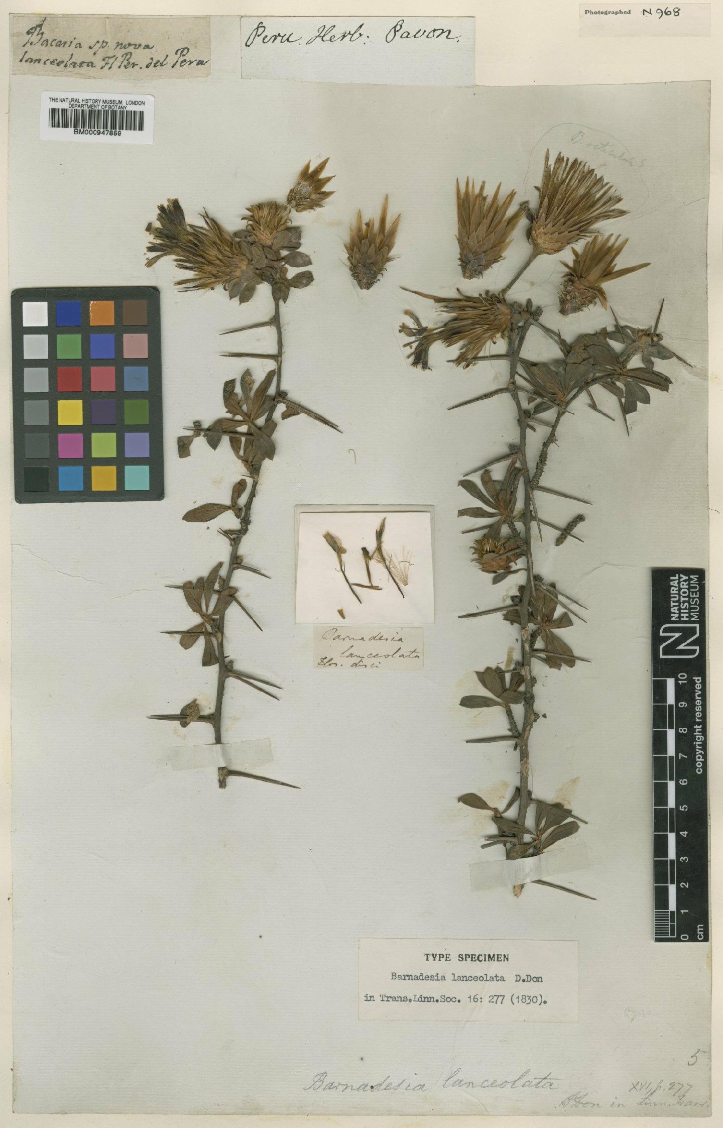 To NHMUK collection (Barnadesia lanceolata D.Don; Type; NHMUK:ecatalogue:618281)