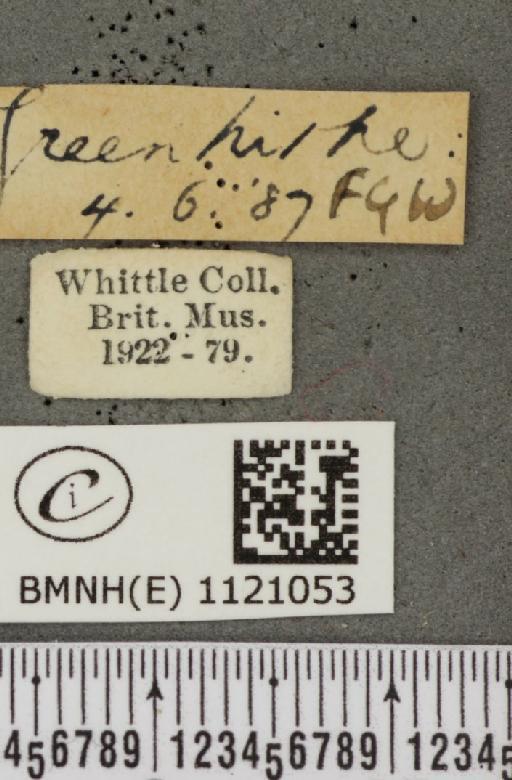 Pyrgus malvae (Linnaeus, 1758) - BMNHE_1121053_label_74793