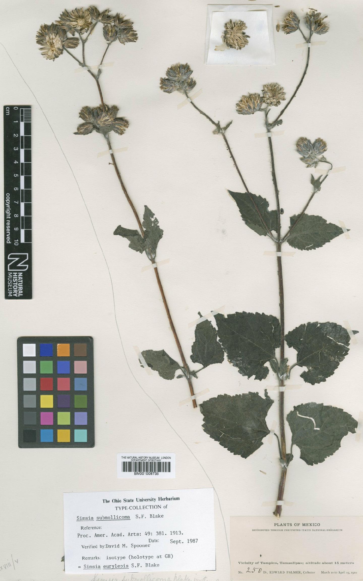To NHMUK collection (Simsia eurylepis S.F.Blake; Isotype; NHMUK:ecatalogue:620619)