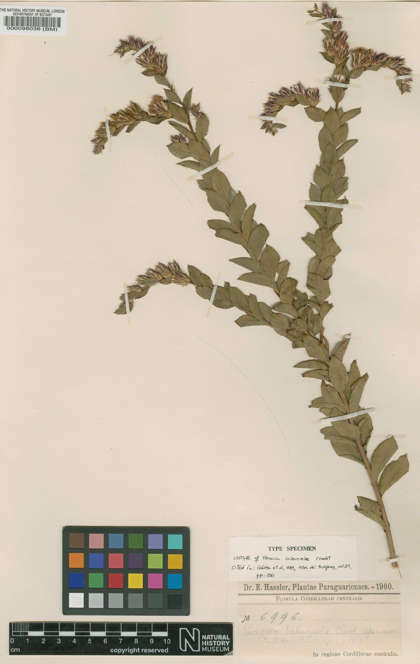 To NHMUK collection (Vernonia valenzuelae Chodat; Isotype; NHMUK:ecatalogue:4567633)