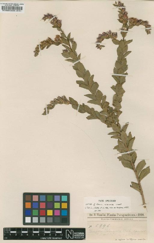 Vernonia valenzuelae Chodat - BM000096036