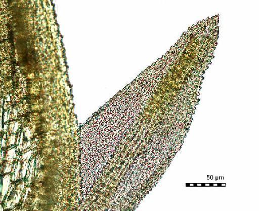 Calymperes pallidum Mitt. - BM000555451-Calymperes_minus-leaf_apex