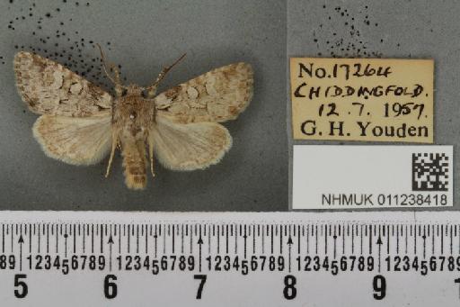 Brachylomia viminalis (Fabricius, 1777) - NHMUK_011238418_639103