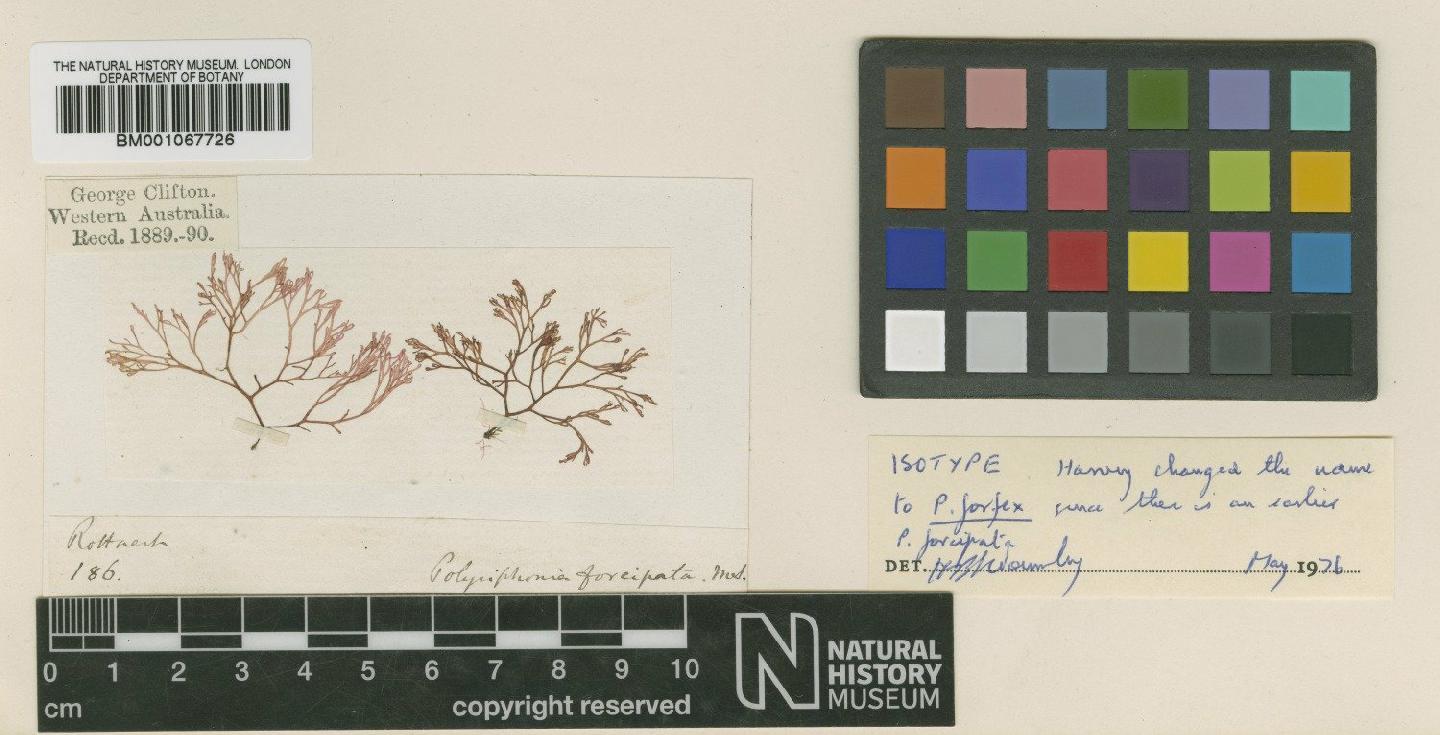 To NHMUK collection (Polysiphonia forfex Harv.; Isotype; NHMUK:ecatalogue:2318975)