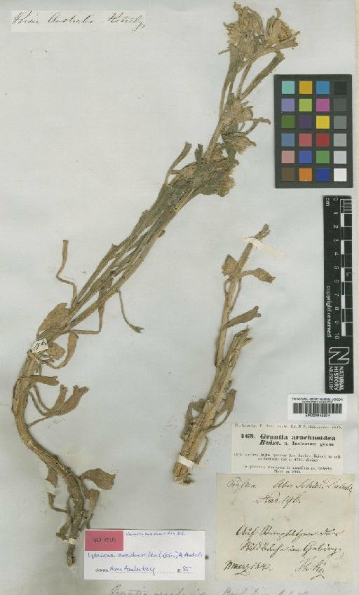 Iphiona arachnoidea (Boiss.) Anderb. - BM000945874