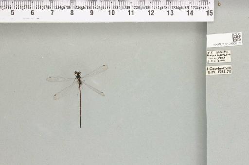 Elattoneura longispina Lieftinck, 1937 - 012495752_803329_1254113