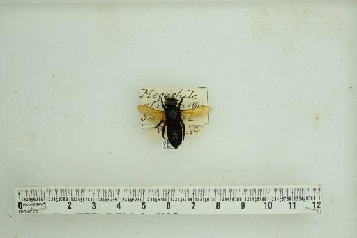Megachile atratiformis Meade-Waldo, 1914 - 013379843_ NHMUK-Megachile_ atratiformis-type-female_1
