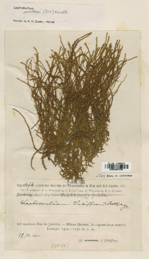 Leptodontium wallisii (Müll.Hal.) Kindberg - BM000872508