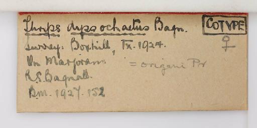 Thrips dyssochaetus Bagnall, 1927 - 014252054_additional