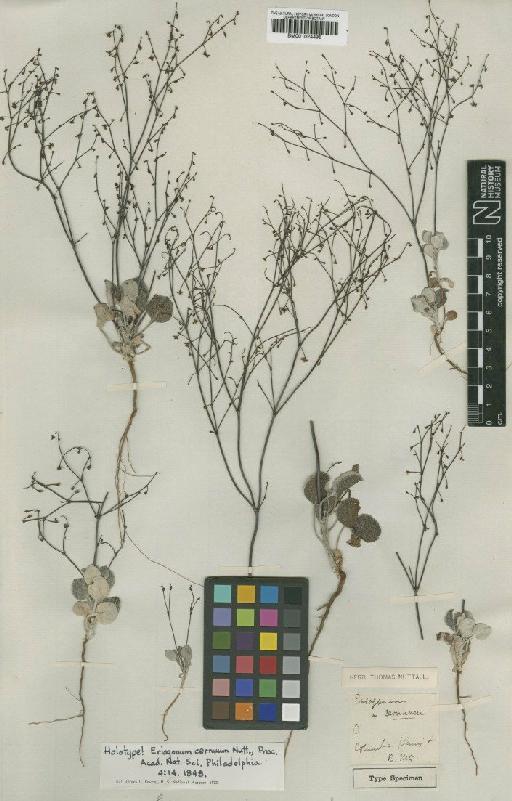 Eriogonum cernuum Nutt. - BM001024495