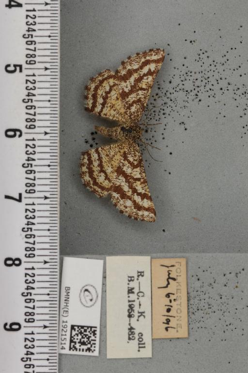 Ematurga atomaria (Linnaeus, 1758) - BMNHE_1921514_486830