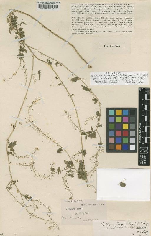 Yinshania acutangula subsp. wilsonii (Schulz) Al-Shehbaz et al. - BM000041440