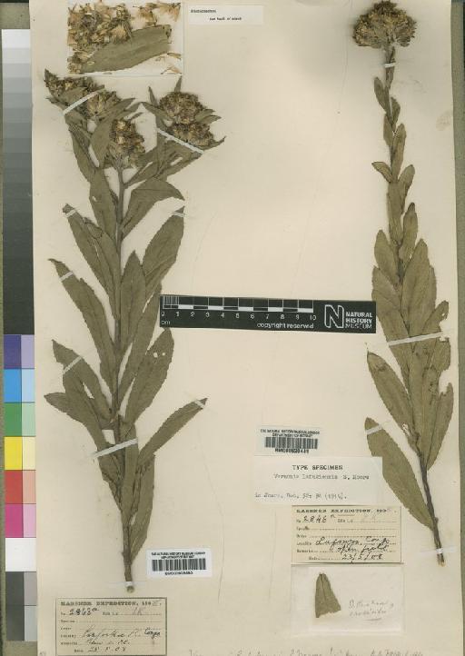 Vernonia lafukensis Moore - BM000903690