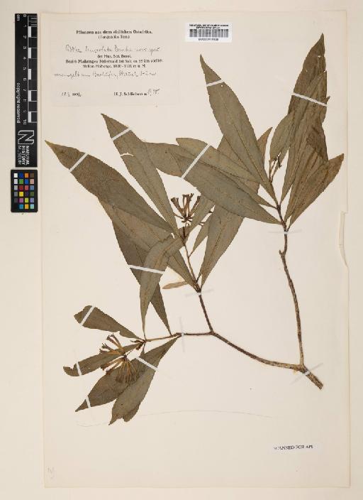 Peddiea lanceolata Domke - 000910829