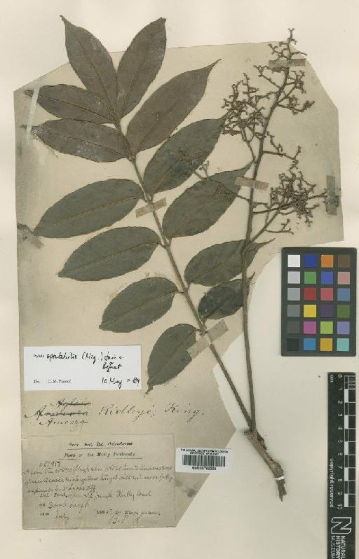 Aglaia spectabilis (Miq.) Jain & Benn. - BM000799369