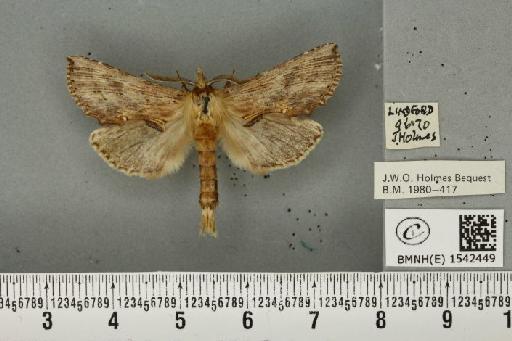 Pterostoma palpina palpina (Clerck, 1759) - BMNHE_1542449_246710