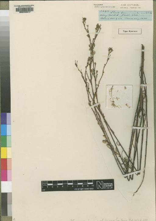 Vernonia inanis Moore - BM000629427