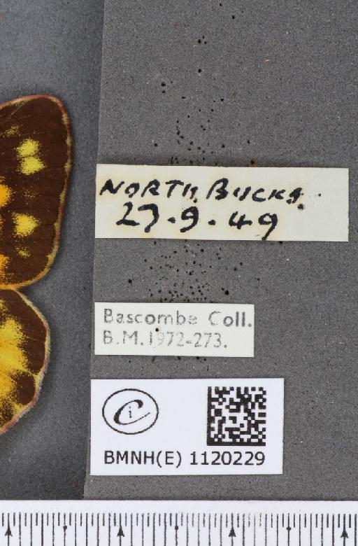 Colias croceus ab. internodimidiata Rocci, 1920 - BMNHE_1120229_label_76294