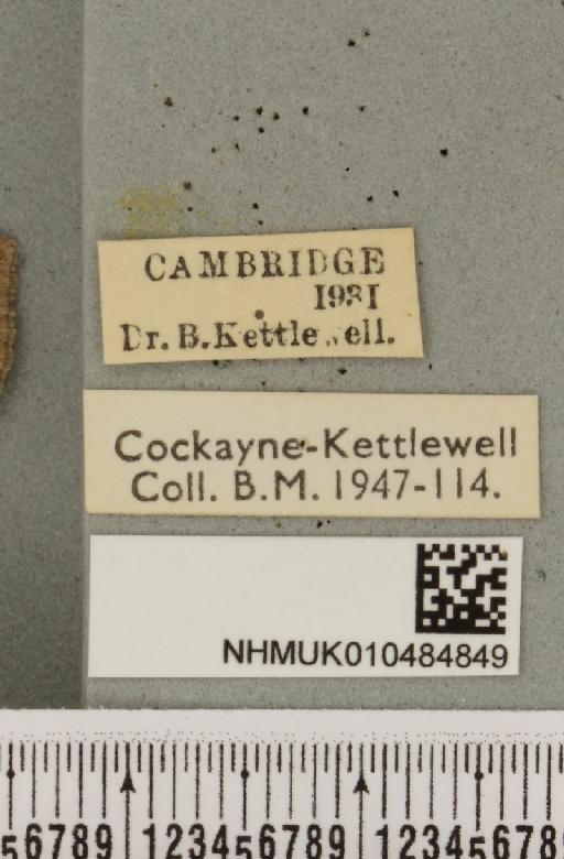 Lygephila pastinum ab. ludicra Haworth, 1809 - NHMUK_010484849_label_540797