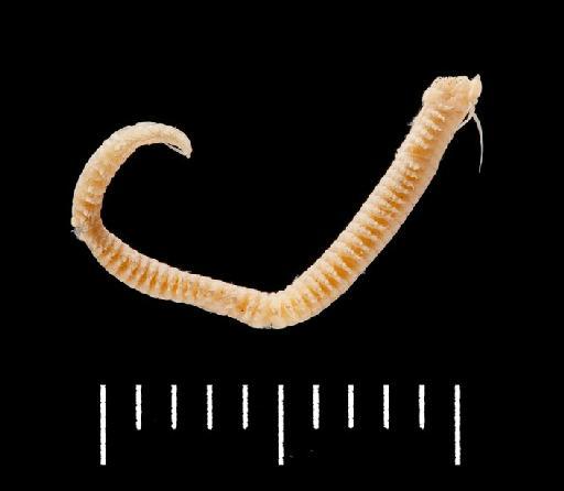 Perinereis falsovariegata Monro, 1933 - Polychaete type specimen; Nereidae; 1932.11.24.33 view 1