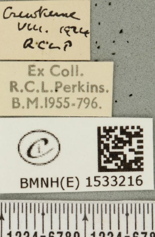 Cilix glaucata (Scopoli, 1763) - BMNHE_1533216_label_201464