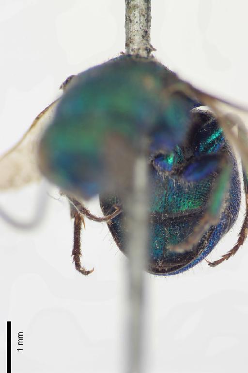 Chrysis mexicana Cameron, P., 1888 - Chrysis_mexicana-BMNH(E)#970934_type-metasoma_ventral