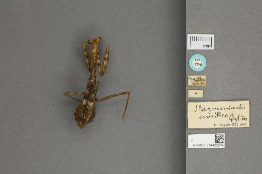 Stagmomantis nordica Giglio-Tos, 1917 - 014422974_labels_dorsal