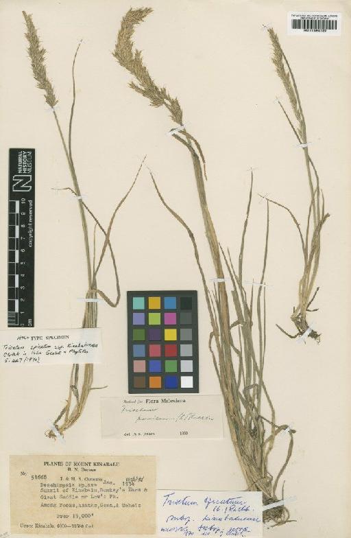 Trisetum spicatum (L.) K.Richt. - BM000959389