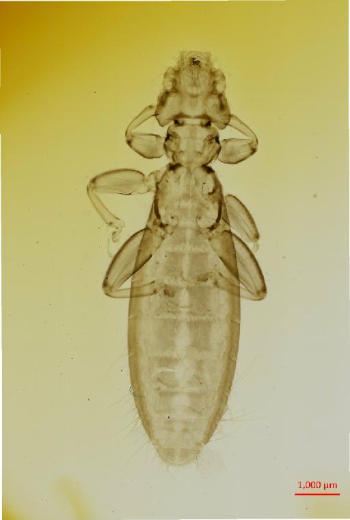 Laemobothrion vulturis Fabricius, 1775 - 010649605__2017_07_18-Scene-1-ScanRegion0